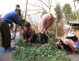Hình3 10 Băn thân là cây ngô Hình 3 11 Thái thân lá cây cỏ xanh Dọn sạch hố 12