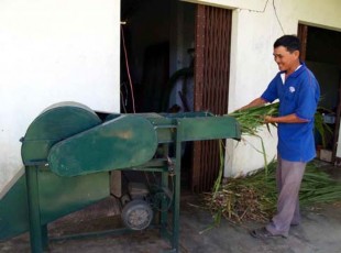 Hình3 10 Băn thân là cây ngô Hình 3 11 Thái thân lá cây cỏ xanh Dọn sạch hố 13