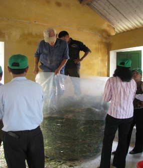 Hình3 12 Ủ thân lá cây ngô trong túi nilon Thời gian ủ khoảng 8 tuần bắt đầu 14