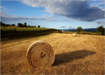 Hình 3 13 Cỏ khô ép bánh Hình 3 14 Phơi cỏ khô để dự trữ Với đặc điểm 16