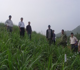 Hình 3 15 Cỏ voi 18