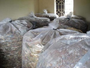 Tưới nước đã pha urê vào rơm cứ 10kg rơm thì tưới 10 lít nước đã hoà 6