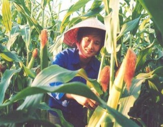 Hình 3 7 Thân lá cây ngô già là nguồn thức ăn cho trâu bò đực giống Phơi 9