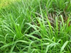 Hình 3 16 đồng cỏ tự nhiên Hình 3 17 cỏ ngoài tự nhiên Thành phần dinh 2