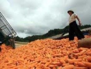 Hình 3 18 Ngô hạt Hình 3 19 Phơi ngô để dự trữ Ngô hạt Hạt ngô là thức 4