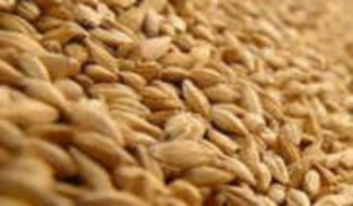 Hình 3 20 hạt thóc khô Bột sắn Là loại thức ăn phổ biến ở miền múi 5