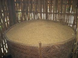 Hình 3 20 hạt thóc khô Bột sắn Là loại thức ăn phổ biến ở miền múi 6