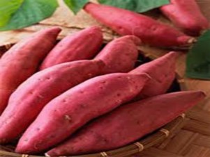 Hình 2 23 Củ khoai lang Hình 3 24 Bí đỏ Đối với trâu bò đực giống có thể 9