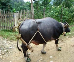 Hàng ngày có thể sử dụng trâu bò đực giống kéo xe vận chuyển thức ăn 1