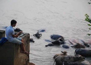 2 1 Tắm cho trâu bò đực giống Tắm Trong những ngày nắng ấm nên cho trâu bò 2