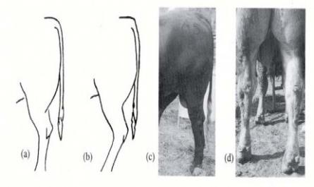 Nuôi trâu bò đực giống Nghề Nuôi và phòng trị bệnh cho trâu bò - 7