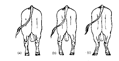 Hình 3 3 Kết cấu chi sau a bình thường b chân vòng kiềng c khoeo chân sau 2