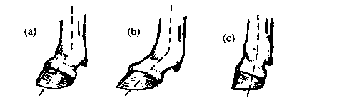 Hình 3 4 Góc cườm giữa cẳng chân trước và cẳng chân sau với móng a bình 3