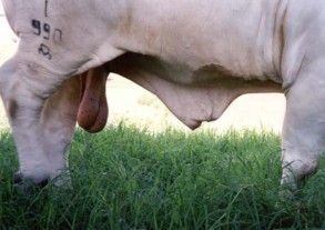 Hình 3 5b Bao qui đầu bình thường Hình 3 5b Bao qui đầu lộn bít tất Kiểm tra 4