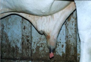 Hình 3 5b Bao qui đầu bình thường Hình 3 5b Bao qui đầu lộn bít tất Kiểm tra 5