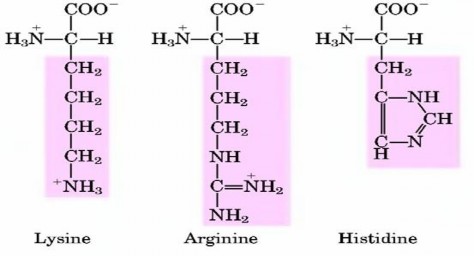 Hình 7 3 Công thức cấu tạo các acid amin nhóm IV Hình 7 4 Công thức cấu tạo 1