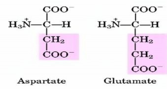 Hình 7 4 Công thức cấu tạo của các acid amin nhóm V 2 3 Tính chất của acid amin 2