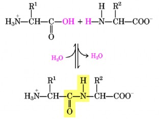 Hình 7 6 Sự tạo thành liên kết peptide 3 3 Cách gọi tên Gọi theo số acid 1