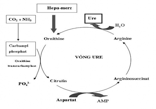 2 4 Chuyển hóa của nhóm carboxyl Trong quá trình thoái hóa của các acid amin phản 3