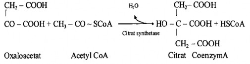 Giai đoạn Giai đoạn 1 ngưng tụ acetyl CoA với oxaloacetat OOA tạo thành citrat 1