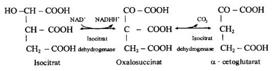 Giai đoạn 4 Giai đoạn 5 tạo succinat từ succinyl CoA succinat thiokinase 2