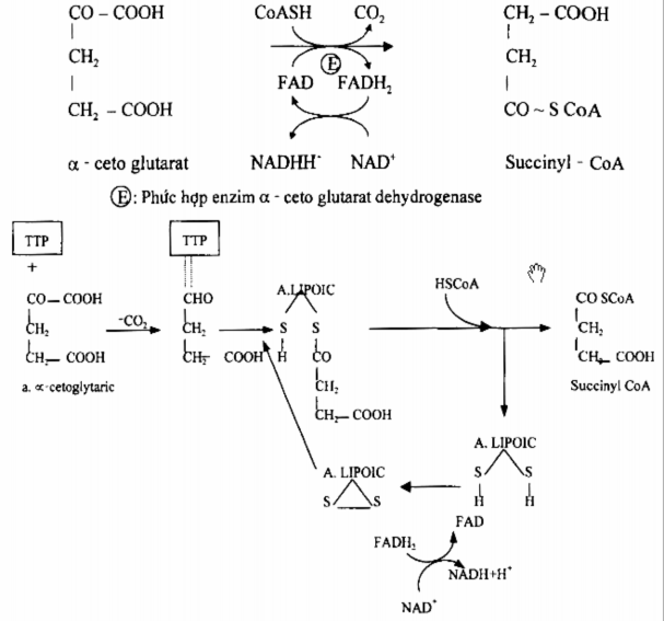 Giai đoạn 5 tạo succinat từ succinyl CoA succinat thiokinase succinyl CoA synthetase 3