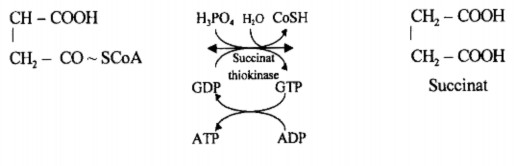 Giai đoạn 6 oxy hóa succinat thành fumarat với enzym succinat dehydrogenase có coenzym 4