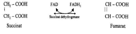 Giai đoạn 7 hydrat hóa fumarat thành malat fumarase xúc tác Giai đoạn 8 oxy hóa 5