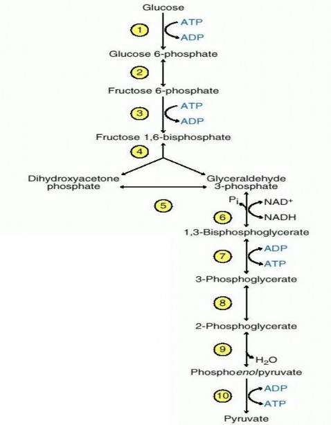 Hình 4 1 Thoái hoá glucose theo con đường hexose diphosphat Sự thoái hóa tiếp tục 1