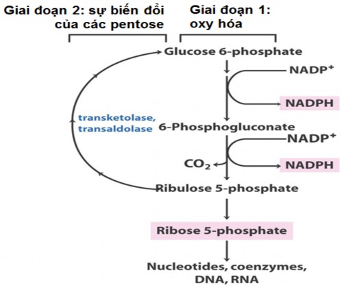2 3 Ý nghĩa Liên quan giữa Hexose diphosphat và Pentose monophosphat Chính 2