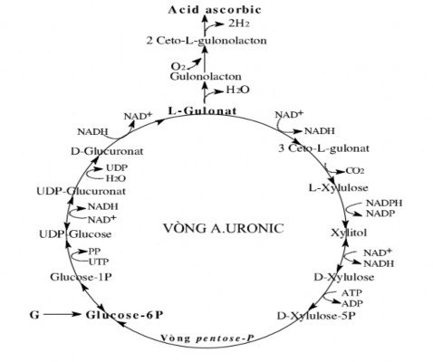 Sơ đồ 4 1 Vòng tròn acid uronic Gồm 3 giai đoạn  Tạo acid glucuronic từ G6P 3