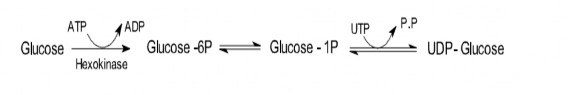 b Tạo mạch thẳng Glycogensyntetase vận chuyển glucose từ UDP glucose thêm vào một 5