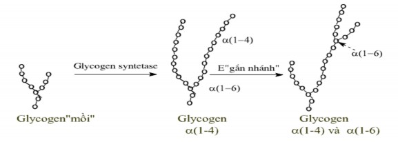 5 2 Tổng hợp glycogen từ các ose khác Các đường đơn khác nhau khi ăn vào cơ 6