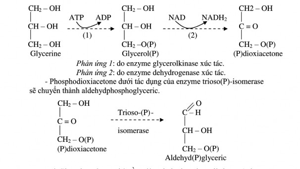 Sơ đồ 5 1 Thoái hóa glycerol 2 2 Thoái hóa acid béo bão hòa Trước khi tham gia vào 1