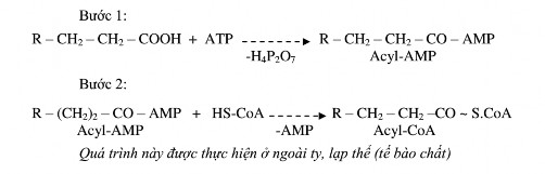 2 2 1 Vận chuyển acid béo vào ty thể Quá trình oxy hóa xảy ra ở trong ty thể 2