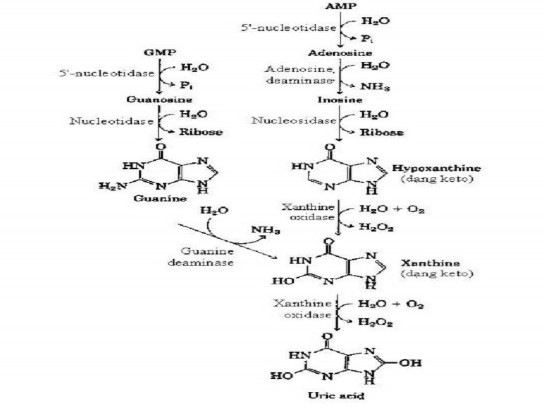 Ở người sản phẩm thoái hóa cuối cùng của base purin là acid uric Nồng độ 1