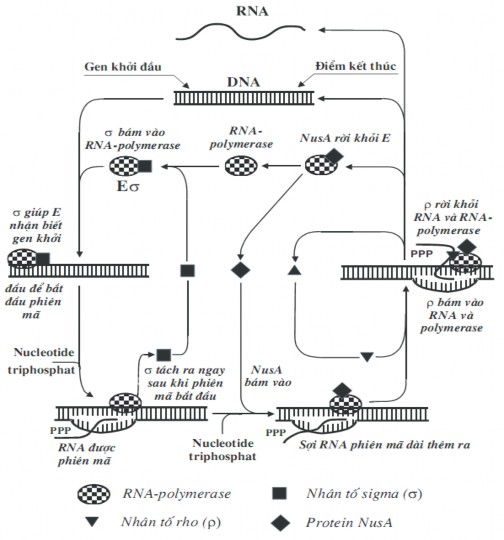 Thể tham gia quá trình nối hai sợi ADN bị đứt hoặc nối kín để tạo ADN vòng 2
