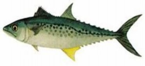 Hình 2 3a Cá thu chấm Hình 2 3b Cá thu vạch  Cá ngừ Là loài cá kinh tế 3