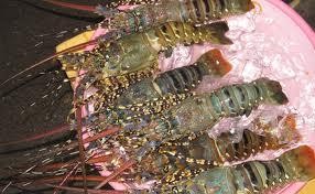 Hình 2 13 Tôm hùm  Tôm càng xanh Sống ở nước lợ nước ngọt Có 2 càng 10