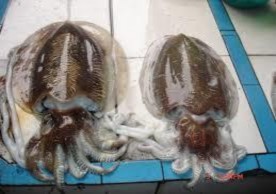 Hình 2 17 Mực nang 2 3 2 Các loại nghêu sò  Nghêu Có rải rác khắp các vùng 14