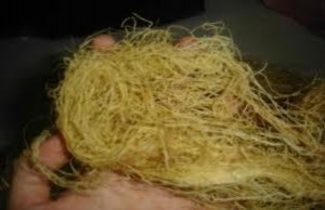 Hình 2 20 Rong câu chỉ vàng  Rong mơ Là nguyên liệu chínhđể sản xuất keo 17