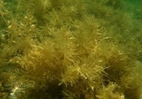 Hình 2 21 Rong mơ C Câu hỏi 1 Hãy trình bày cách nhận dạng nguyên liệu thủy 18