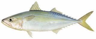 Hình 2 5 Cá nục  Cá mối Có hình tròn dài ở nước ta tìm thấy khoảng 9 2