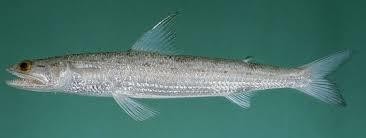 Hình 2 6 Cá mối  Cá nhám Thuộc loài cá xương sụn thân hình trụ thon dài 3