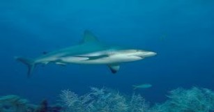 Hình 2 7 Cá nhám cá mập 2 1 2 Cá nước ngọt  Cá mè trắng Thân dẹp bên 4