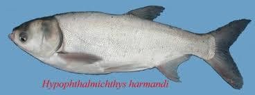 Hình 2 8 Cá mè trắng Việt Nam  Cá tra Cá hình thon dài dẹp bên chiều dài 5