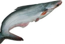 Hình 2 9 Cá tra 2 2 Loài giáp xác 2 2 1 Tôm Có giá trị kinh tế cao xuất khẩu 6