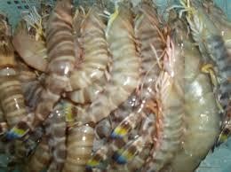 Hình 2 10 Tôm thẻ tôm sú vằn  Tôm sú Là loài có kích thước lớn Khi còn 7