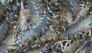 Hình 2 11 Tôm sú  Tôm chì Có màu vàng nhạt ở thân có nhiều chấm nâu đậm 8