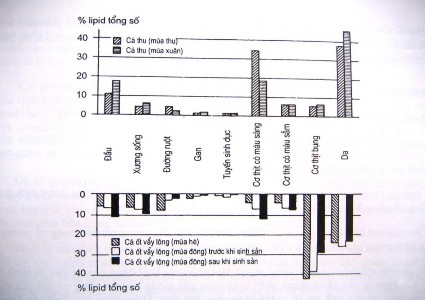 Hình 3 25 Sự phân bố lipid tồng số ở các phần khác nhau của cơ thể cá thu 1